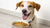Can Dogs Eat Chicken Broth with Kibble? Exploring the Benefits and Best Practices