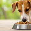 Can Dogs Eat Chicken Food Pellets: Safety, Risks, and What to Do