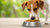 Can Dogs Eat Chicken Food Pellets? Understanding the Risks and Considerations