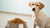 Can Dogs Eat Chicken Food? Understanding the Implications for Your Pet