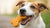 Can Dogs Eat Chicken in a Biscuit? A Comprehensive Guide for Pet Owners-141104840943