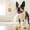 Can Dogs Eat Chickpeas? Exploring the Benefits and Risks