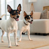 Can Dogs Eat Chips? Understanding the Risks and Alternatives