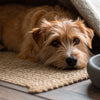 Can Dogs Eat Chocolate? Understanding the Risks and What to Do