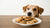 Can Dogs Eat Chocolate Chip Cookies? Understanding the Risks and Realities-140929335535