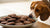 Can Dogs Eat Chocolate Cookies? Understanding the Risks and Alternatives-140928844015