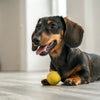 Can Dogs Eat Cilantro? Exploring Benefits, Risks, and Serving Suggestions