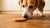 Can Dogs Eat Cinnamon Cookies? A Comprehensive Guide to Sharing Cinnamon with Your Canine Companion-140927992047