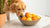 Can Dogs Eat Citrus Foods? Everything You Need to Know-140406096111