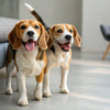 Can Dogs Eat Coconut? Understanding the Benefits and Risks of Coconut for Our Canine Companions