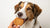 Can Dogs Eat Coconut Cookies? Understanding the Risks and Benefits-140927238383