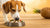 Can Dogs Eat Coconut Oil on Their Food? Exploring the Benefits and Risks