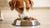 Can Dogs Eat Cold Canned Food? Understanding Temperature Preferences and Their Impact on Your Dog’s Eating Experience-140301435119