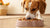 Can Dogs Eat Cold Dog Food? Understanding Your Pet's Mealtime Preferences