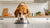 Can Dogs Eat Cold Food from the Fridge? Understanding Dog Food Temperatures