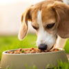 Can Dogs Eat Cold Food? Understanding Your Dog’s Dining Preferences