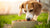 Can Dogs Eat Cold Food? Understanding Your Dog’s Dining Preferences