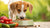 Can Dogs Eat Cold Food? Understanding Your Pup's Feeding Preferences