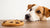 Can Dogs Eat Cookies? A Comprehensive Guide for Pet Owners