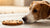 Can Dogs Eat Cookies Without Chocolate? Understanding the Risks and Rewards