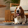 Can Dogs Eat Cream Biscuits? Understanding the Risks and Alternatives