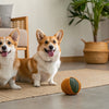Can Dogs Eat Cream Cheese? A Comprehensive Guide for Pet Owners