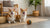 Can Dogs Eat Cream Cheese? A Comprehensive Guide for Pet Owners