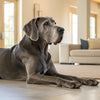 Can Dogs Eat Cumin? Understanding the Safety and Benefits of Cumin for Your Canine Companion