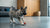 Can Dogs Eat Curry? Understanding the Risks and Safe Alternatives