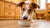 Can Dogs Eat Curry Food? Understanding the Risks and Alternatives