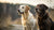 Can Dogs Eat Dairy Foods? Understanding Dairy in Your Dog's Diet-140135203055