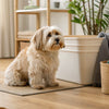 Can Dogs Eat Dandelions? Understanding the Benefits and Risks for Our Furry Friends