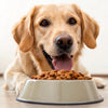 Can Dogs Eat Different Dog Food? Exploring the Benefits of Variety