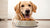 Can Dogs Eat Different Dog Food? Exploring the Benefits of Variety