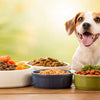 Can Dogs Eat Different Food Everyday? A Guide to Variety and Routine