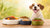 Can Dogs Eat Different Food Every Day? Understanding Canine Dietary Diversity