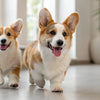 Can Dogs Eat Digestive Biscuits? Understanding Treats for Our Furry Friends