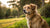 Can Dogs Eat Dog Food Every Day? Understanding Your Pup's Nutritional Needs-140296552687