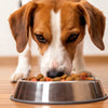 Can Dogs Eat Dog Food? Understanding Your Canine’s Nutritional Needs