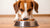 Can Dogs Eat Dog Food? Understanding Your Canine’s Nutritional Needs-140404359407