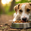 Can Dogs Eat Dog Food with Ants in It? Understanding the Risks and Solutions