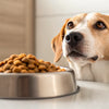 Can Dogs Eat Dry Cat Food Every Day? Understanding the Risks and Recommendations