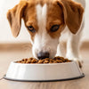 Can Dogs Eat Dry Cat Food in an Emergency? Understanding the Risks and Realities