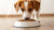 Can Dogs Eat Dry Cat Food in an Emergency? Understanding the Risks and Realities