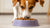 Can Dogs Eat Dry Cat Food Occasionally? Exploring the Risks and Best Practices-140135497967
