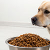 Can Dogs Eat Dry Cat Food Safely? A Comprehensive Guide for Pet Owners