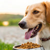 Can Dogs Eat Dry Dog Food? Exploring Nutritional Choices for Your Furry Friend