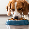 Can Dogs Eat Dry Food Only? Understanding the Nutritional Needs of Our Canine Companions