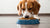 Can Dogs Eat Dry Food Only? Understanding the Nutritional Needs of Our Canine Companions