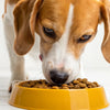 Can Dogs Eat Dry Food? Understanding the Nutritional Needs of Our Furry Friends